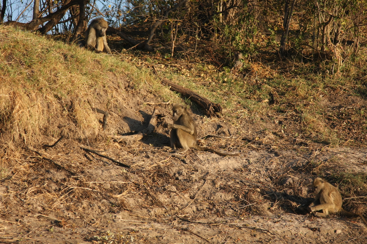 [33733] 2016_07_04_11_18_33_Africa_Canon_EOS_40D_IMG__05827.jpg