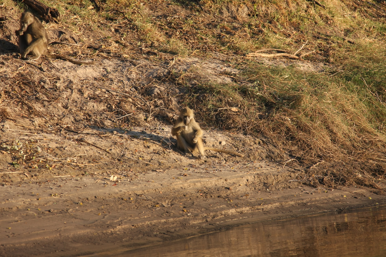 [33762] 2016_07_04_11_19_09_Africa_Canon_EOS_40D_IMG__05836.jpg