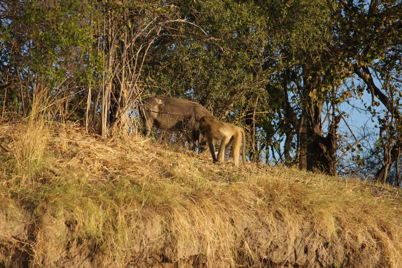 [33784] 2016_07_04_11_19_55_Africa_Canon_EOS_40D_IMG__05845.jpg