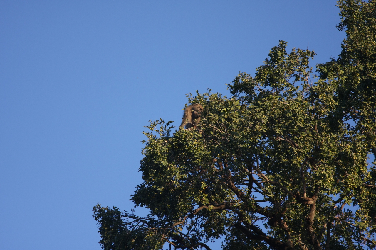 [33813] 2016_07_04_11_21_04_Africa_Canon_EOS_40D_IMG__00221.jpg