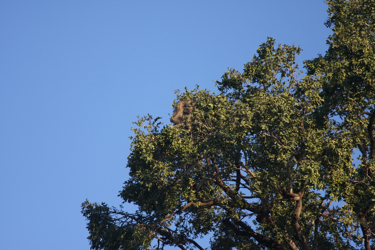 [33820] 2016_07_04_11_21_04_Africa_Canon_EOS_40D_IMG__13304.jpg
