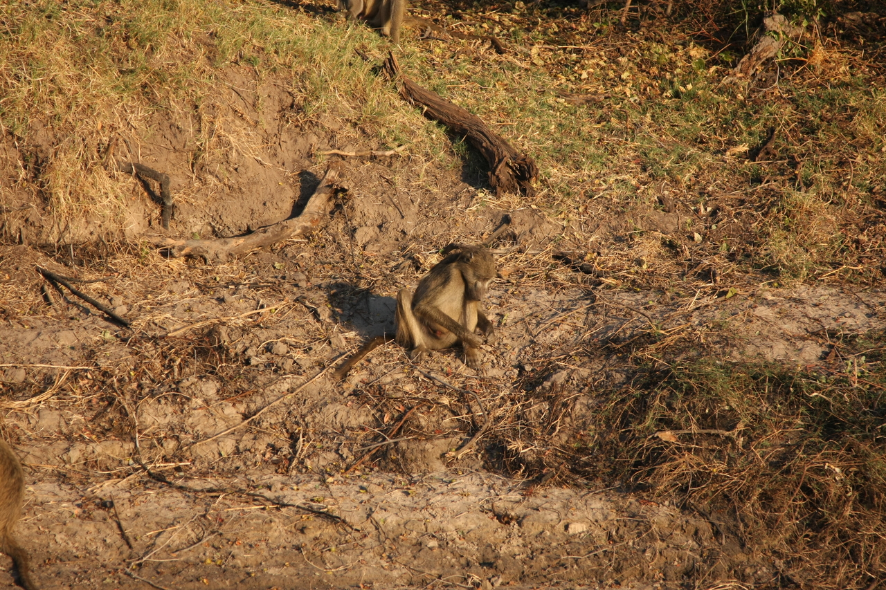 [33824] 2016_07_04_11_21_13_Africa_Canon_EOS_40D_IMG__05858.jpg