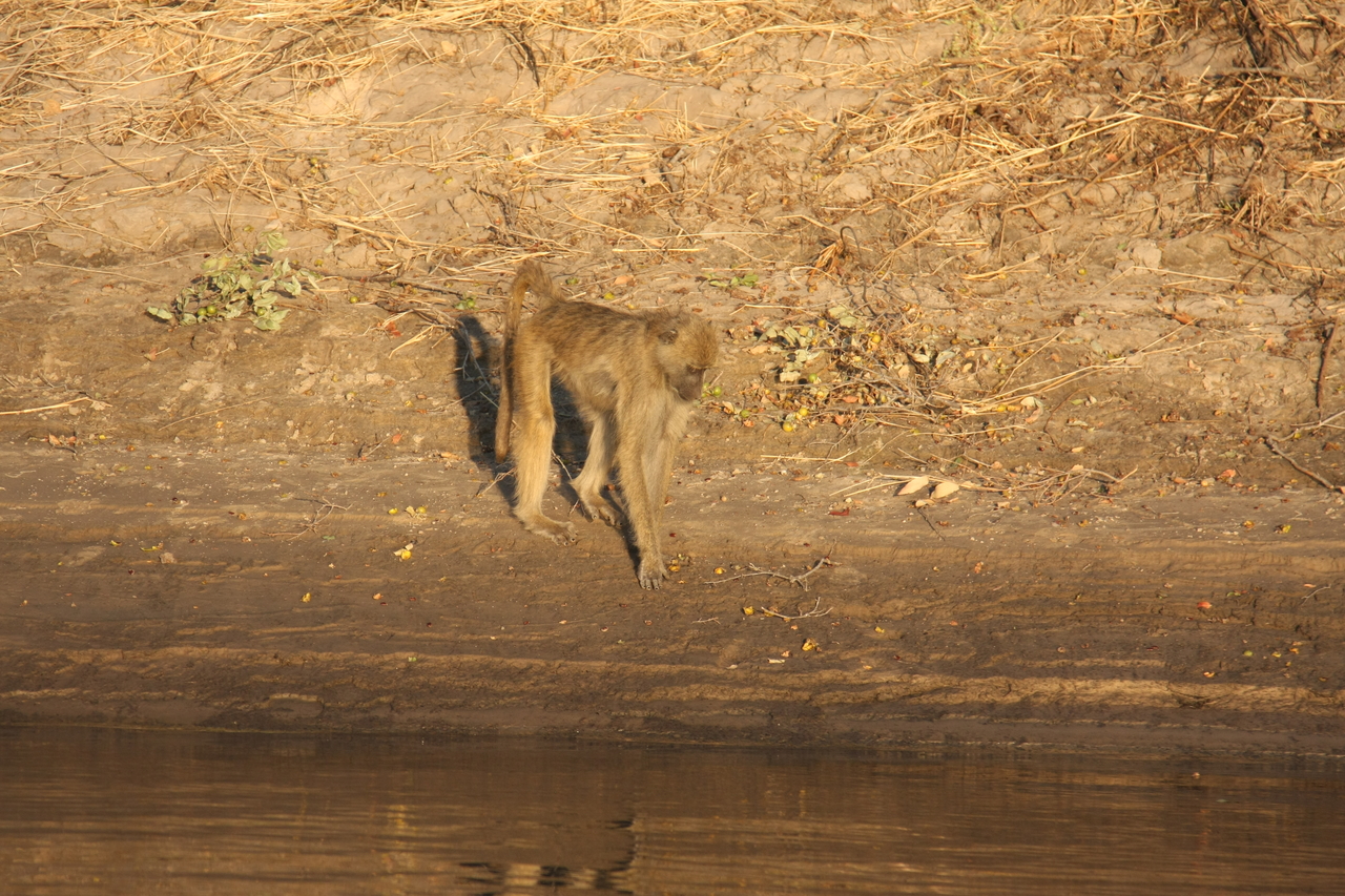 [33854] 2016_07_04_11_22_48_Africa_Canon_EOS_40D_IMG__00235.jpg