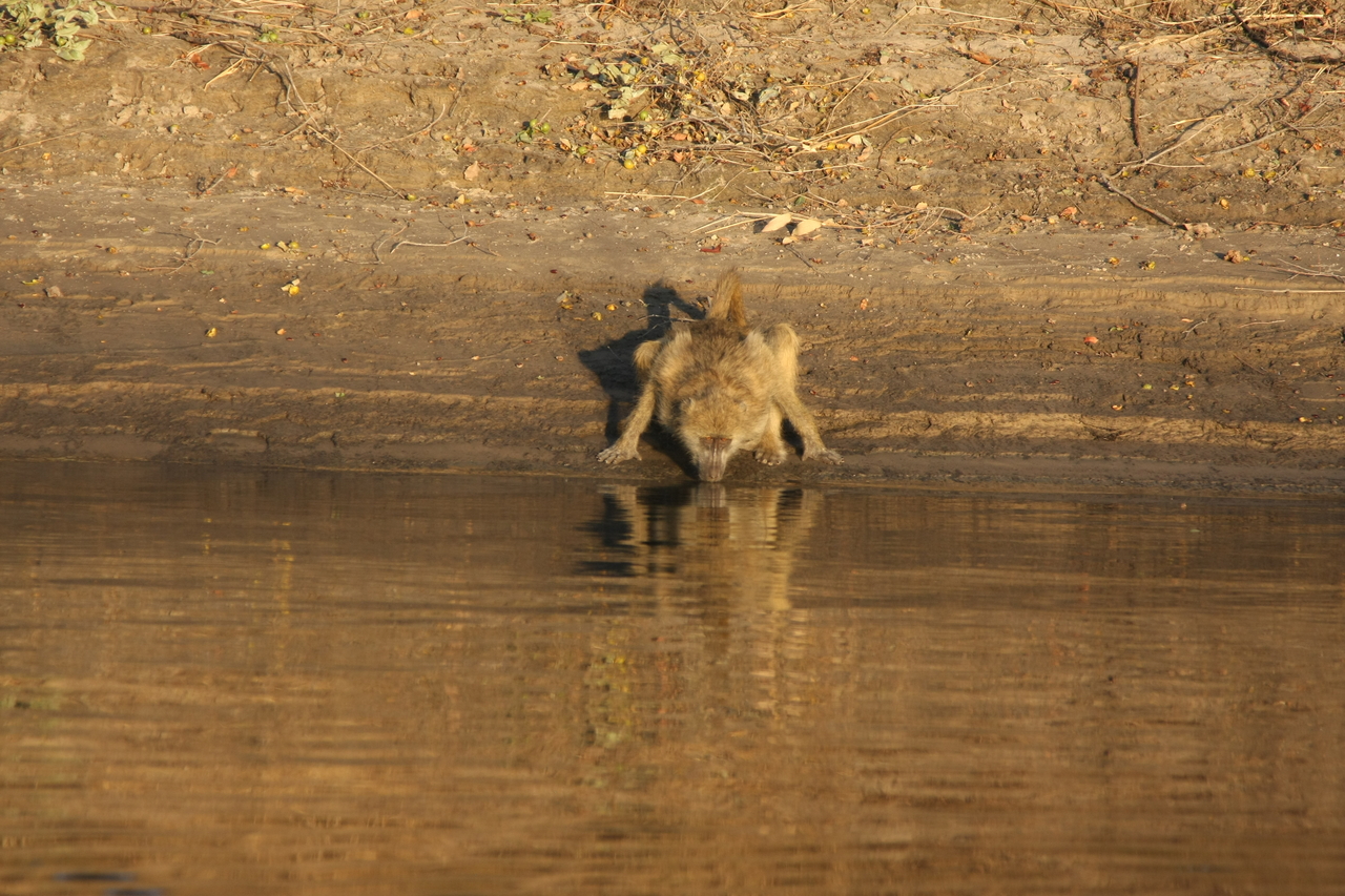 [33862] 2016_07_04_11_22_54_Africa_Canon_EOS_40D_IMG__05874.jpg