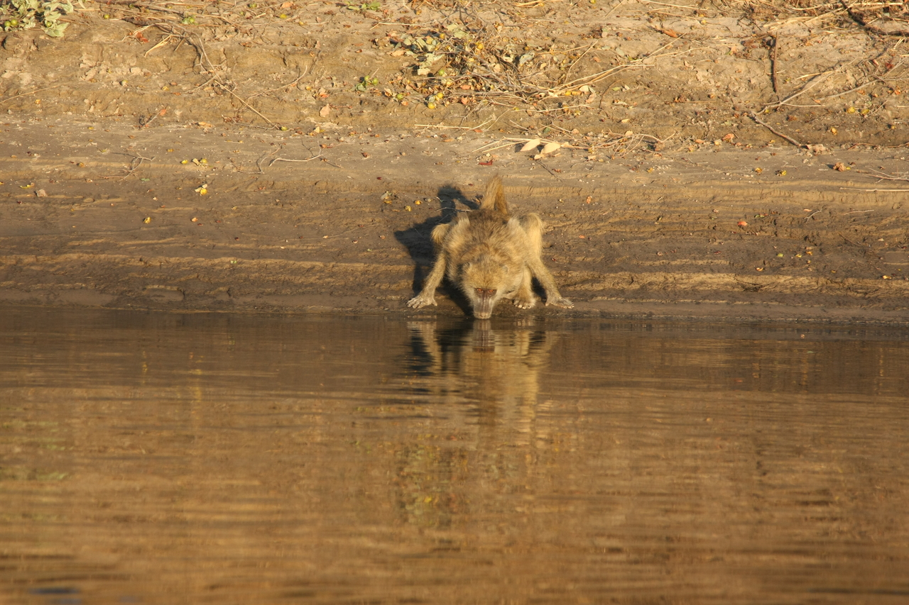 [33864] 2016_07_04_11_22_54_Africa_Canon_EOS_40D_IMG__13320.jpg