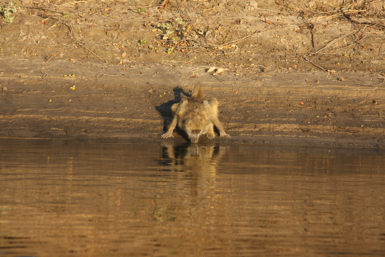 [33869] 2016_07_04_11_22_55_Africa_Canon_EOS_40D_IMG__05875.jpg