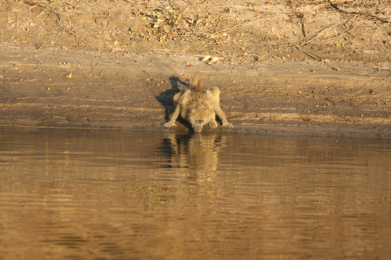 [33882] 2016_07_04_11_22_57_Africa_Canon_EOS_40D_IMG__00246.jpg