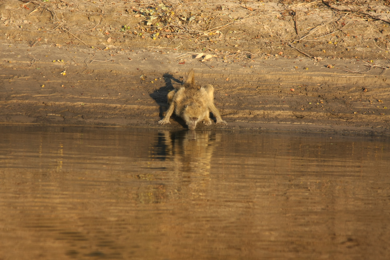 [33893] 2016_07_04_11_22_58_Africa_Canon_EOS_40D_IMG__13330.jpg