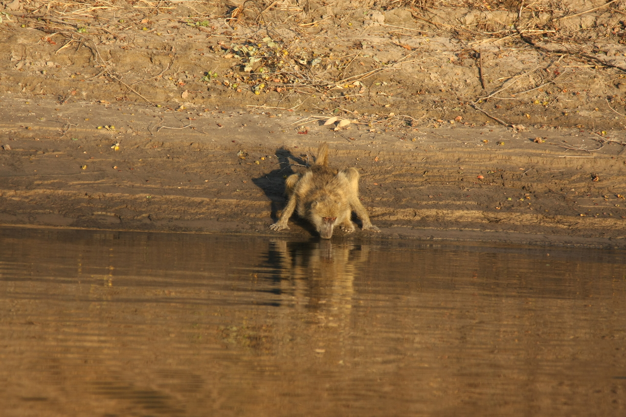 [33897] 2016_07_04_11_22_59_Africa_Canon_EOS_40D_IMG__00252.jpg