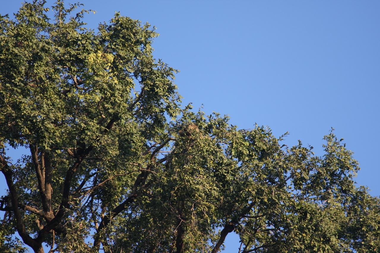 [33905] 2016_07_04_11_23_12_Africa_Canon_EOS_40D_IMG__00254.jpg