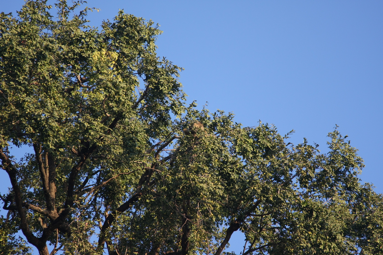 [33910] 2016_07_04_11_23_12_Africa_Canon_EOS_40D_IMG__05891.jpg