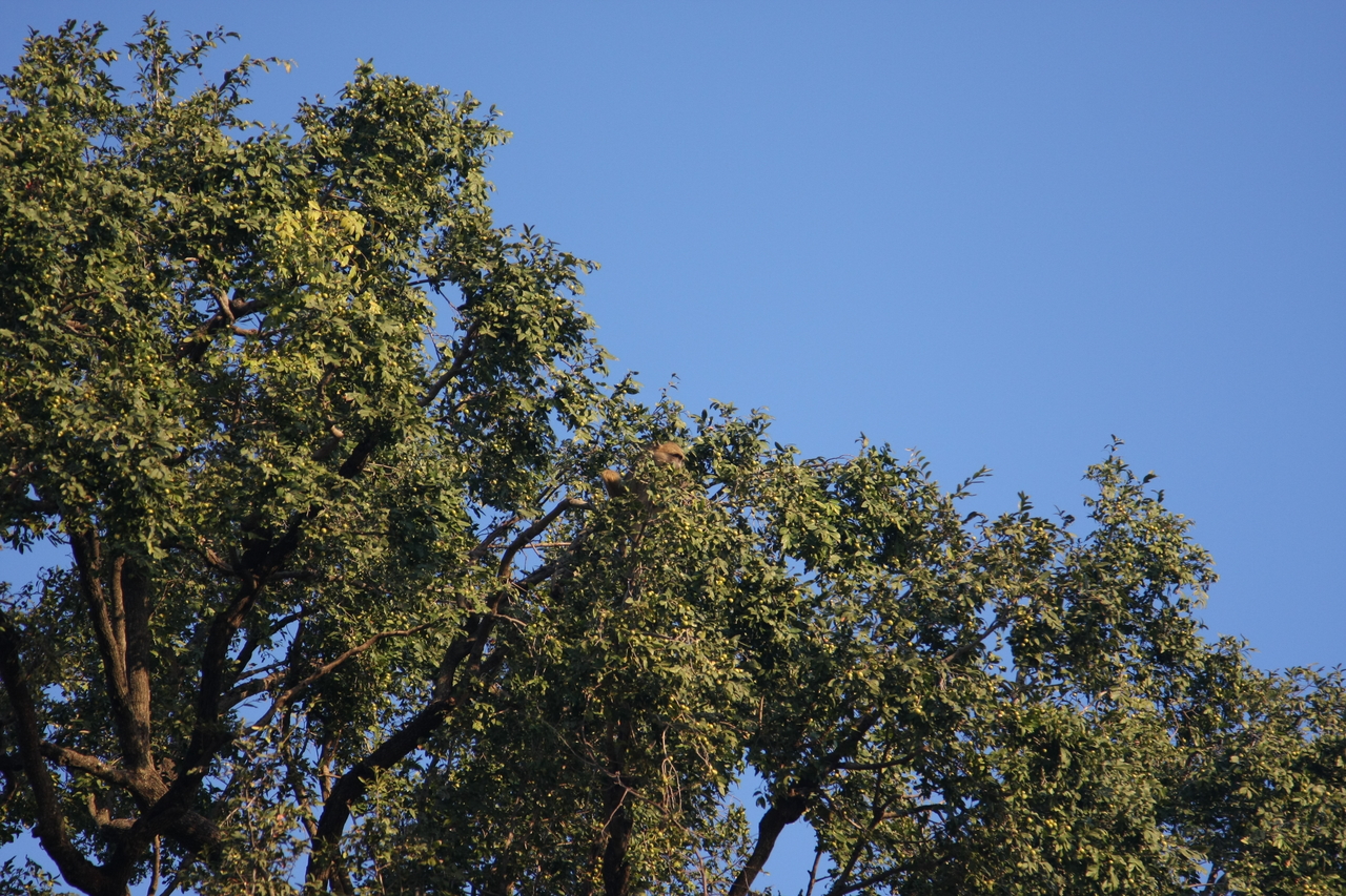 [33925] 2016_07_04_11_23_15_Africa_Canon_EOS_40D_IMG__05896.jpg