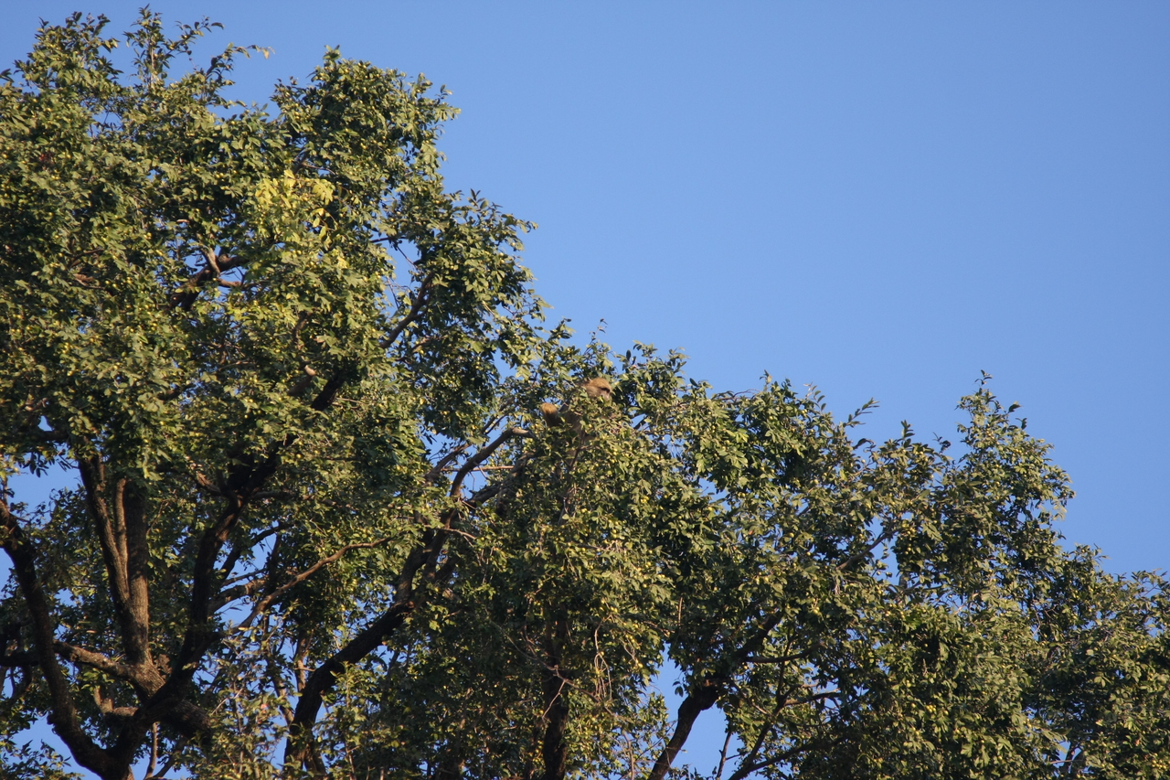 [33926] 2016_07_04_11_23_15_Africa_Canon_EOS_40D_IMG__05897.jpg