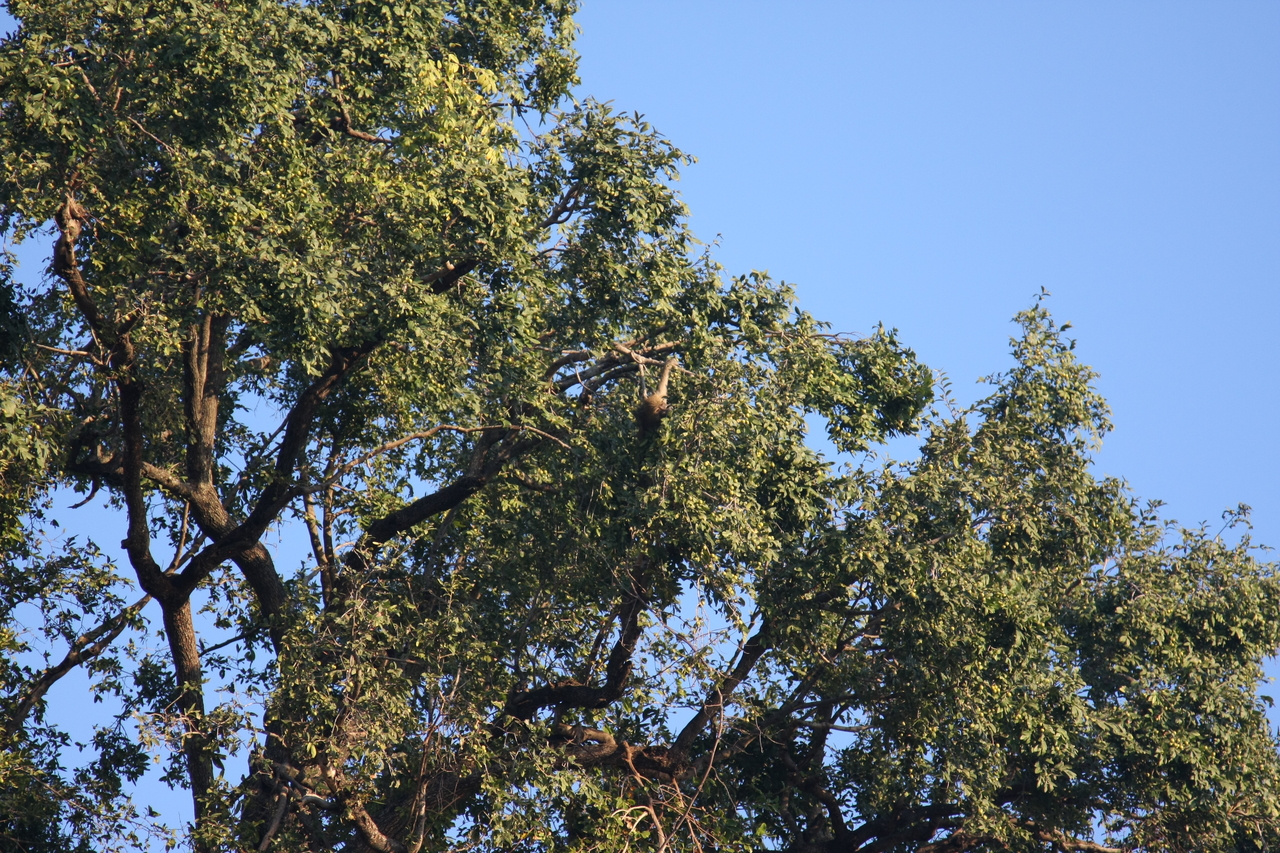 [33931] 2016_07_04_11_23_32_Africa_Canon_EOS_40D_IMG__00265.jpg