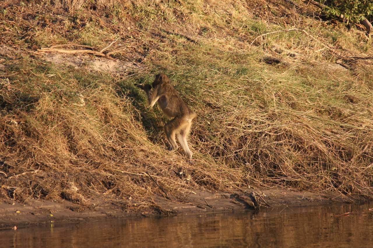 [33961] 2016_07_04_11_24_03_Africa_Canon_EOS_40D_IMG__05910.jpg