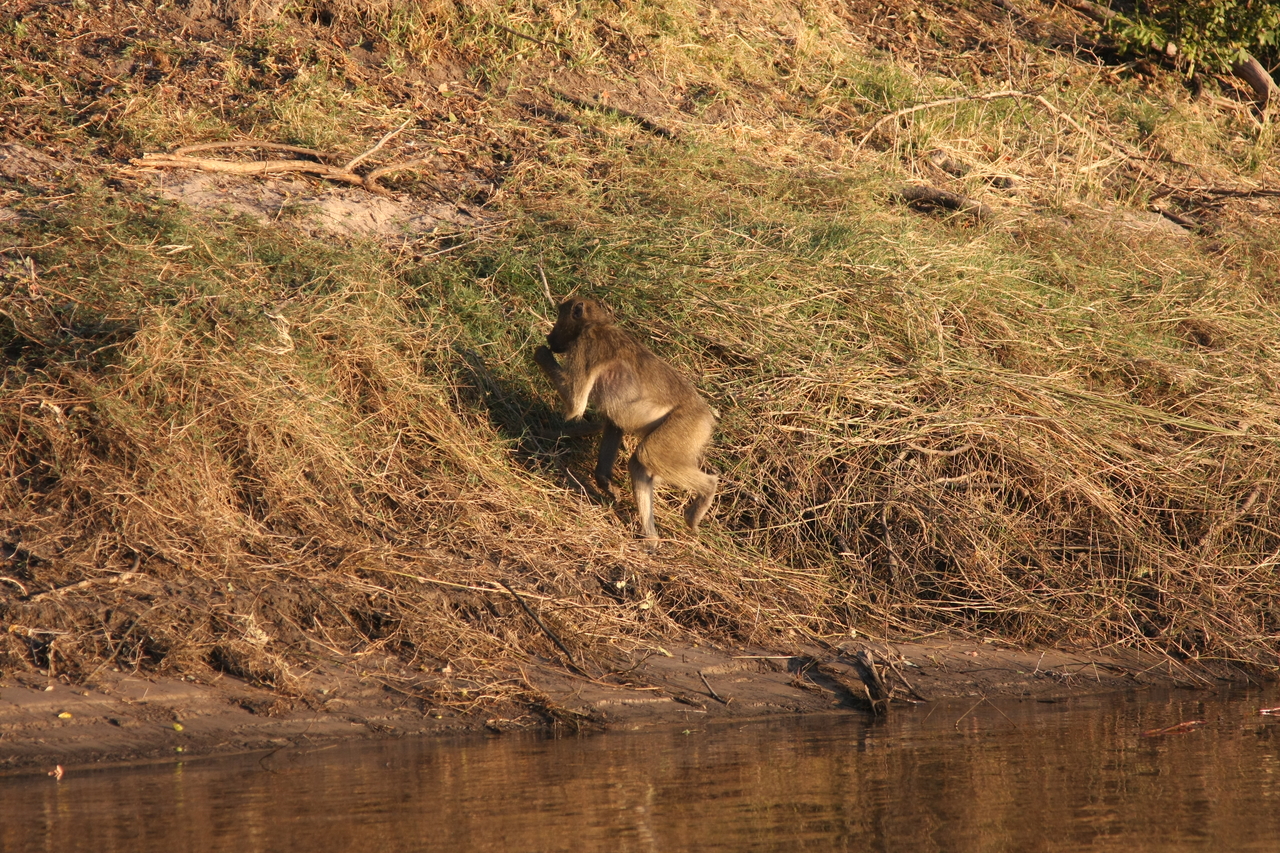 [33963] 2016_07_04_11_24_03_Africa_Canon_EOS_40D_IMG__13356.jpg