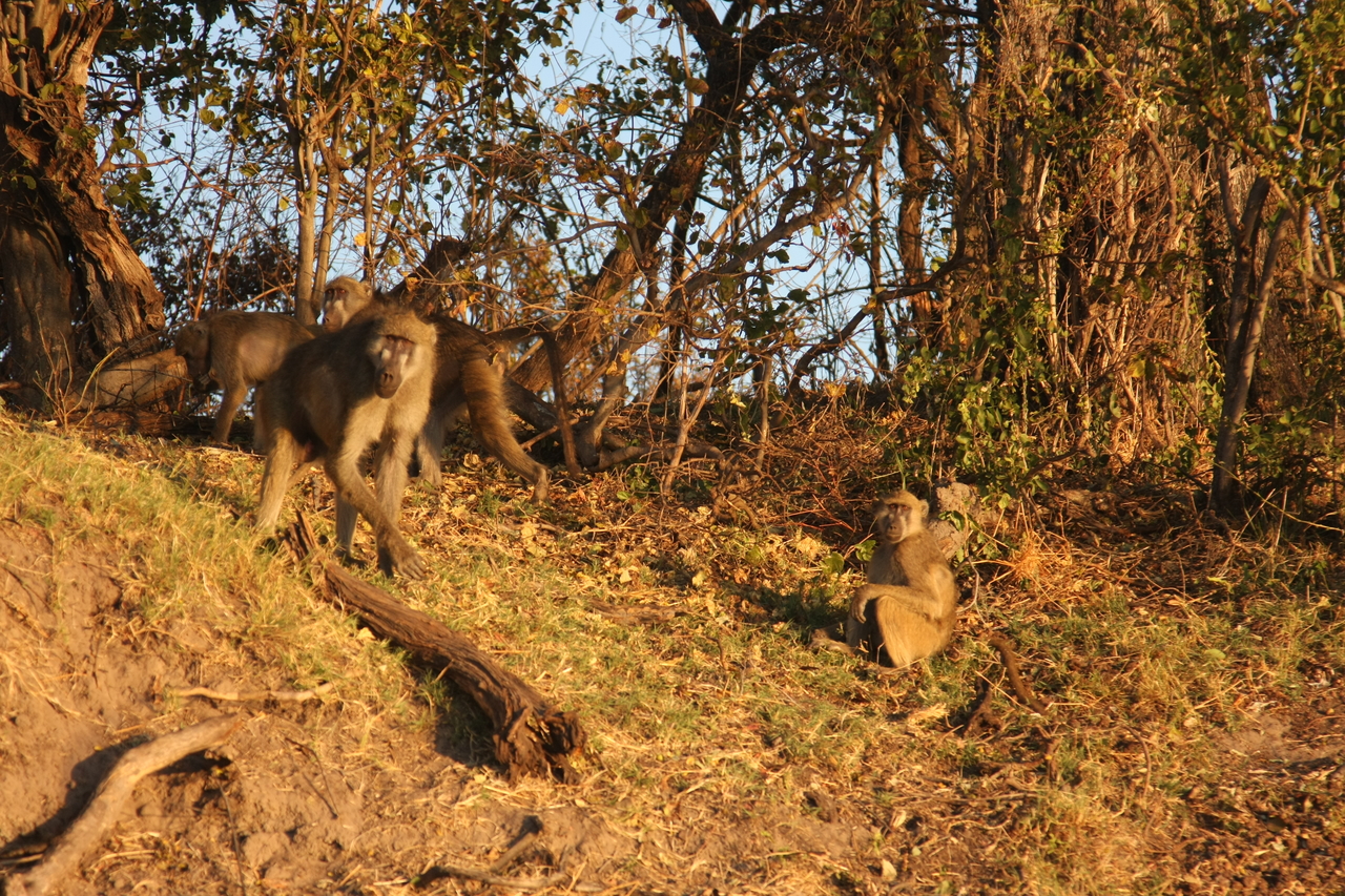 [33965] 2016_07_04_11_26_27_Africa_Canon_EOS_40D_IMG__00276.jpg