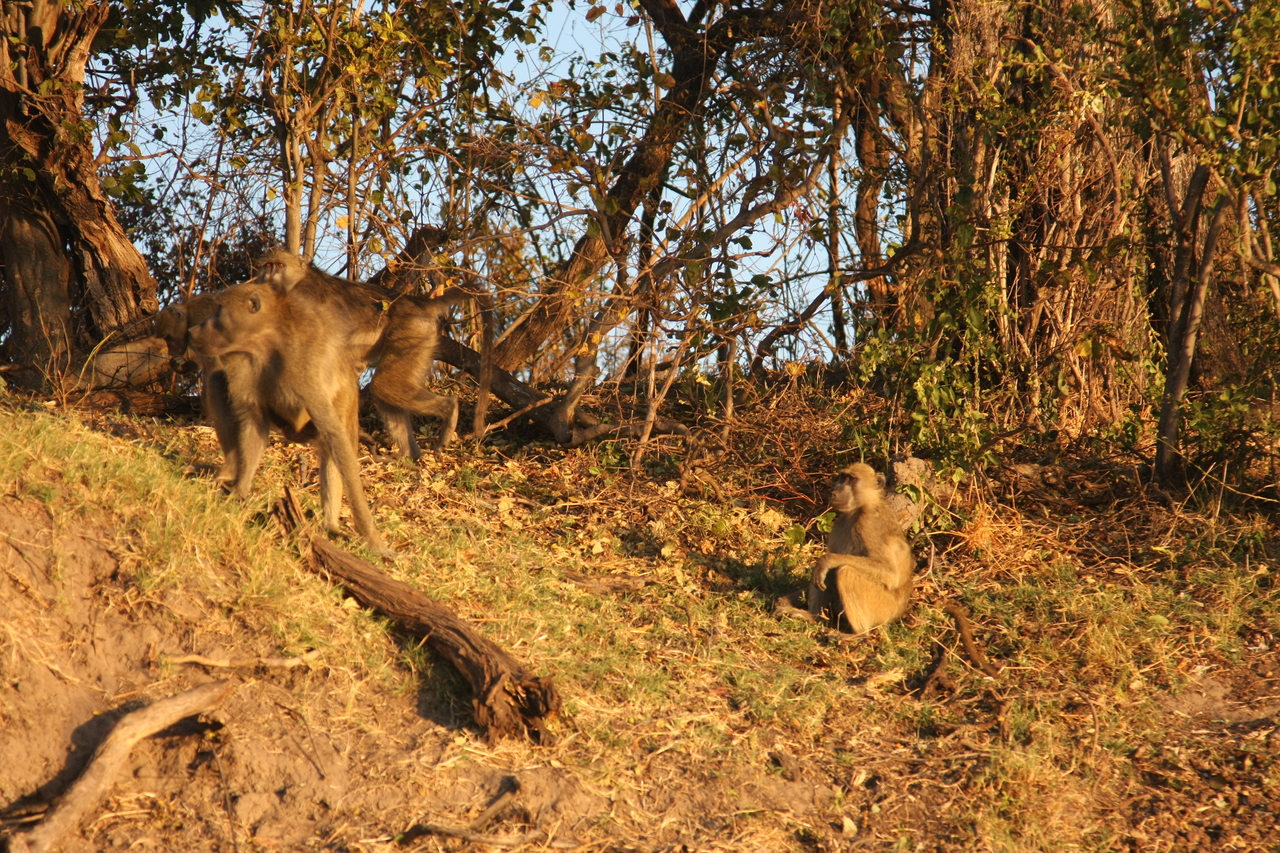 [33969] 2016_07_04_11_26_27_Africa_Canon_EOS_40D_IMG__05912.jpg