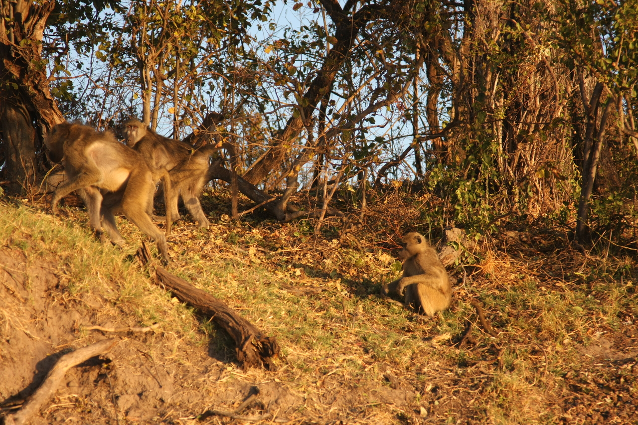 [33970] 2016_07_04_11_26_27_Africa_Canon_EOS_40D_IMG__05913.jpg