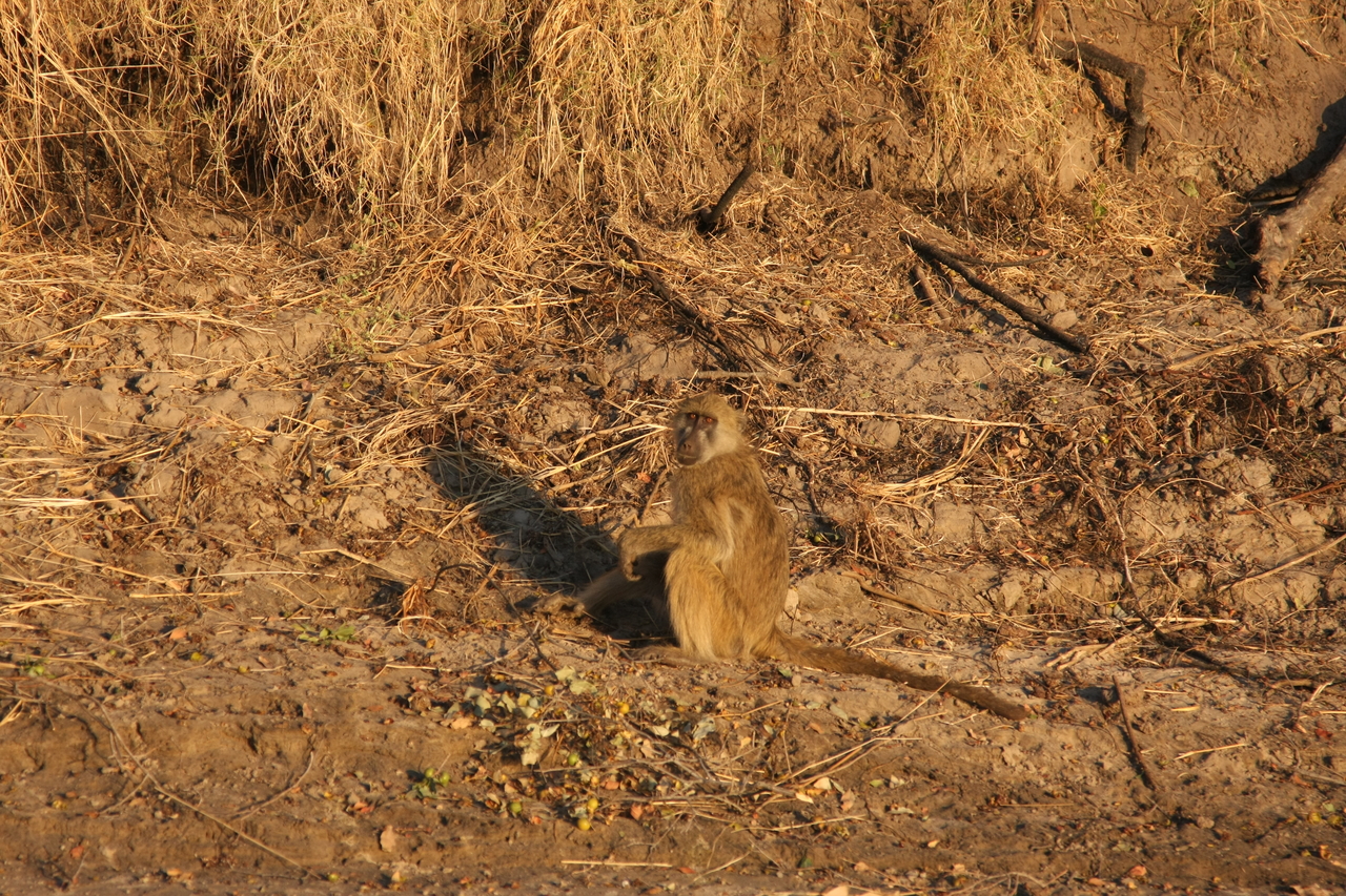 [33981] 2016_07_04_11_26_39_Africa_Canon_EOS_40D_IMG__13363.jpg