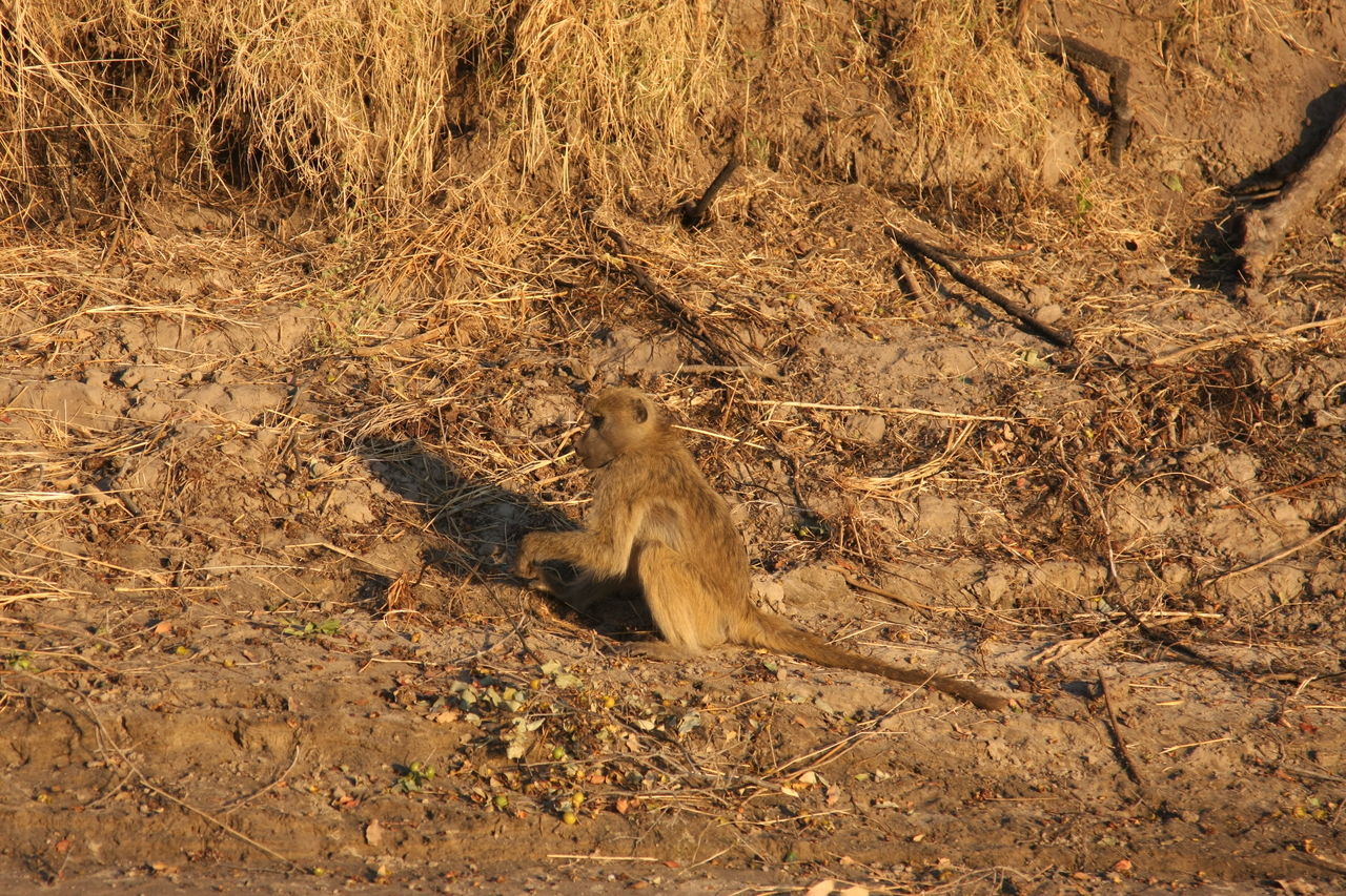 [33983] 2016_07_04_11_26_40_Africa_Canon_EOS_40D_IMG__00283.jpg