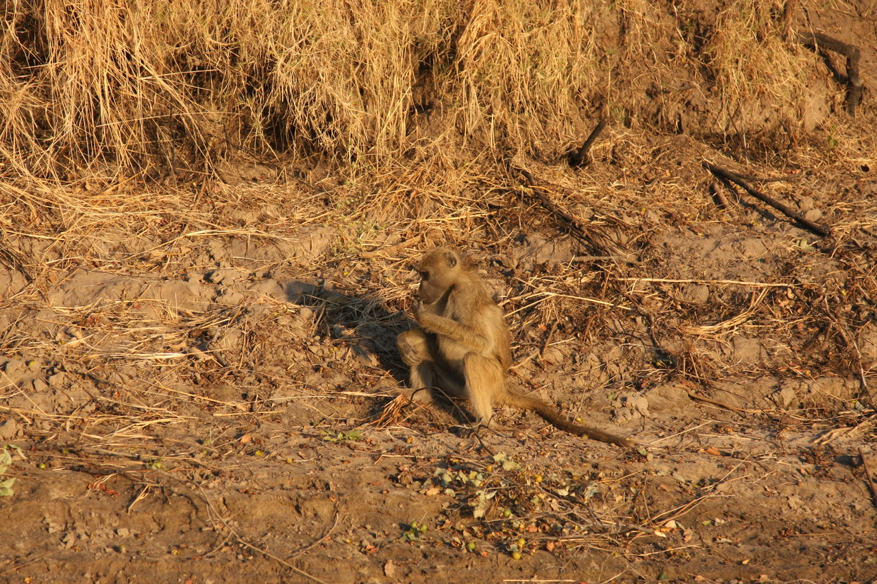 [33991] 2016_07_04_11_26_45_Africa_Canon_EOS_40D_IMG__05921.jpg