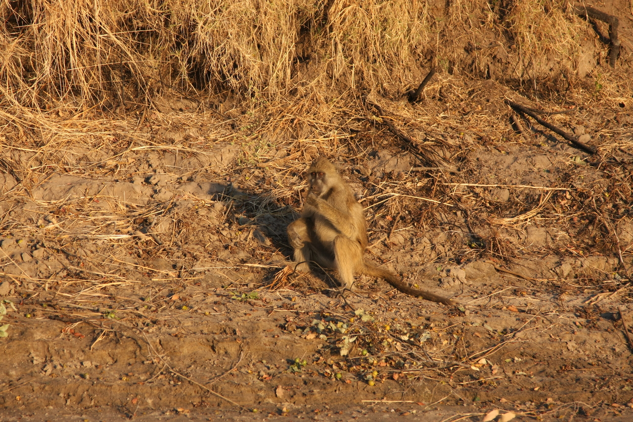 [33998] 2016_07_04_11_26_49_Africa_Canon_EOS_40D_IMG__05922.jpg