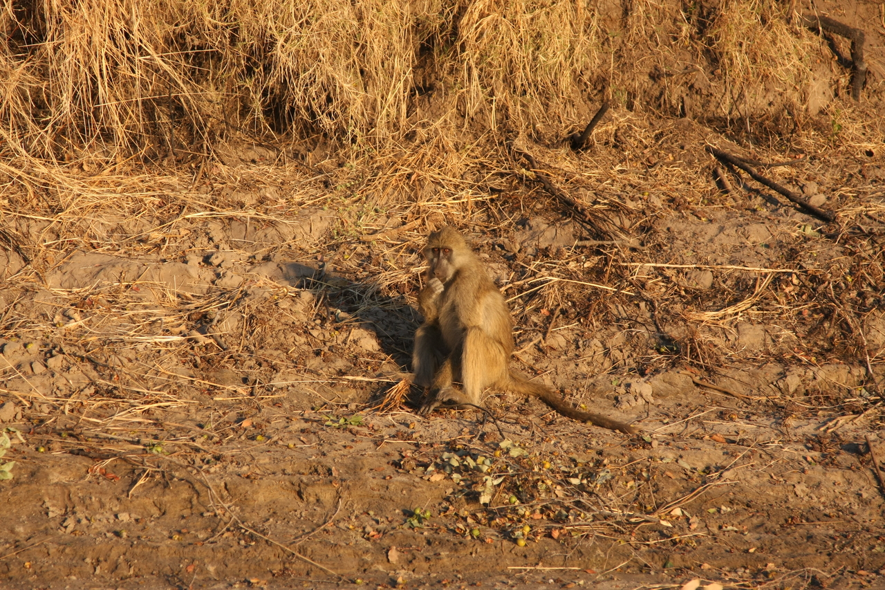 [34000] 2016_07_04_11_26_49_Africa_Canon_EOS_40D_IMG__05924.jpg