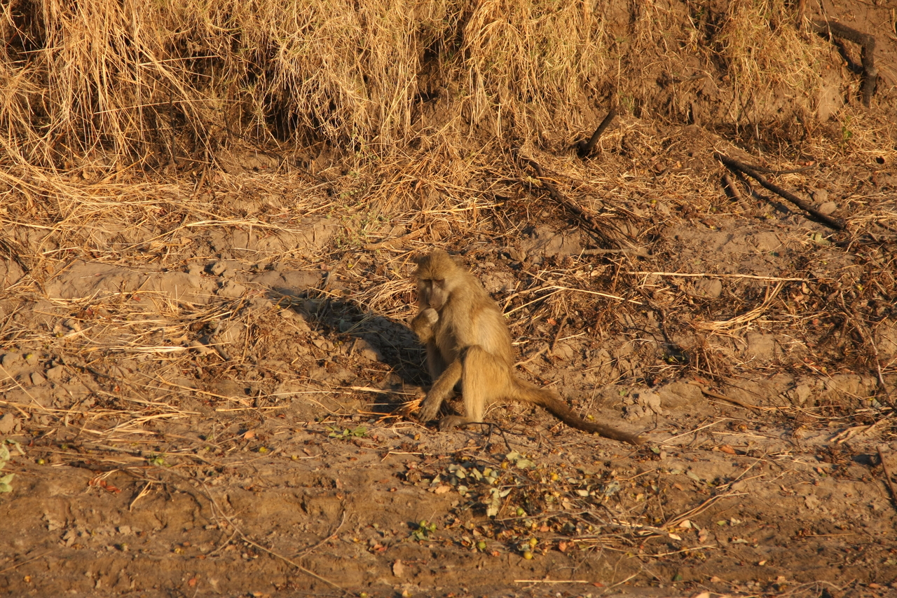 [34005] 2016_07_04_11_26_50_Africa_Canon_EOS_40D_IMG__05925.jpg