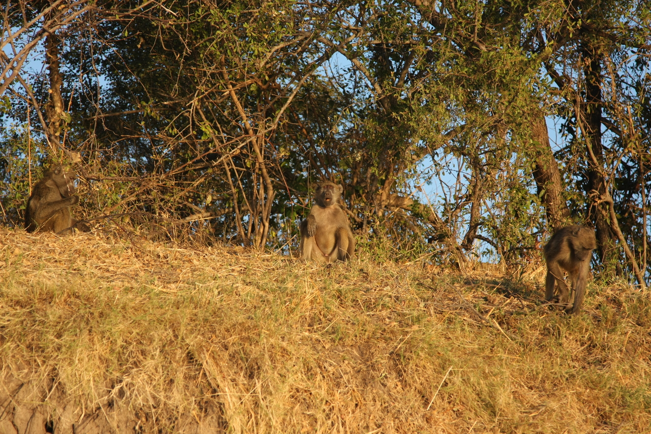 [34010] 2016_07_04_11_26_59_Africa_Canon_EOS_40D_IMG__05927.jpg