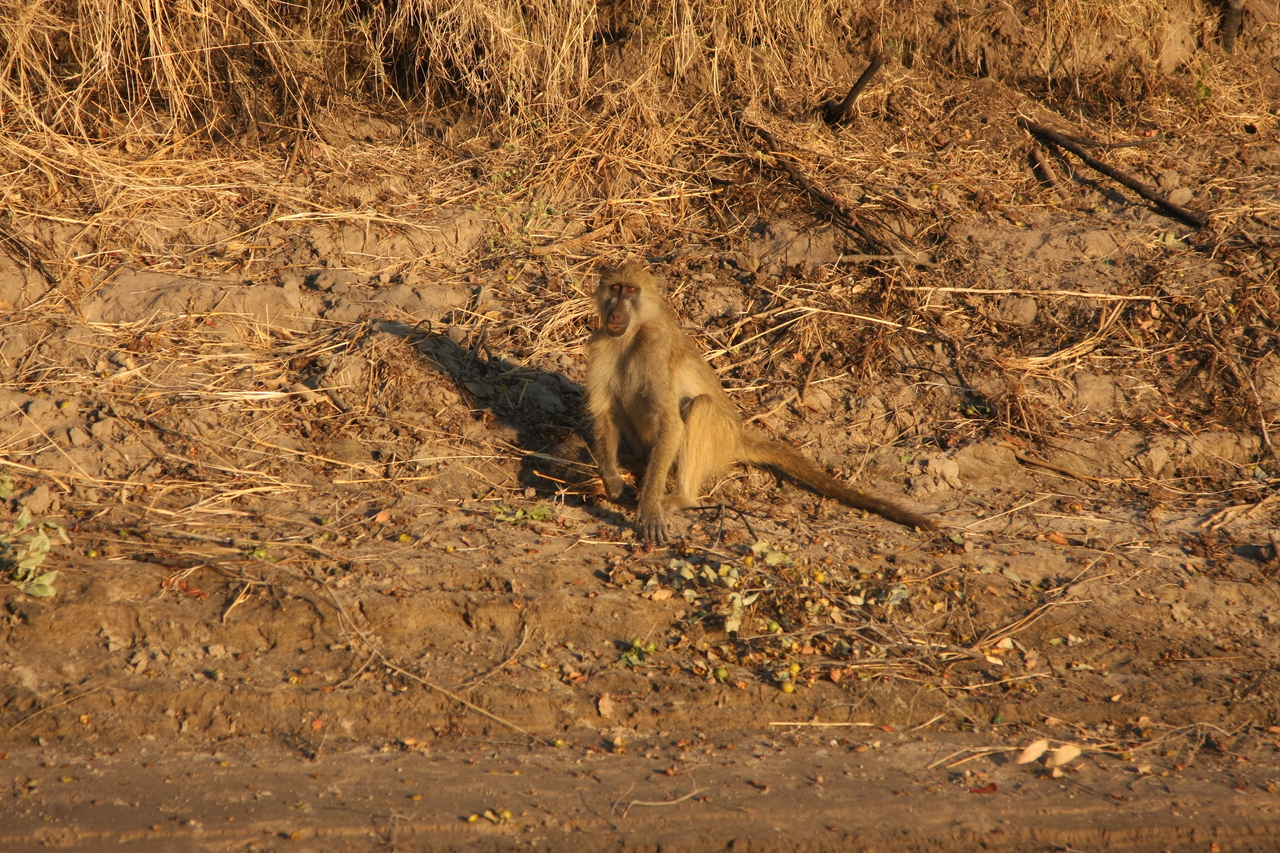 [34016] 2016_07_04_11_27_09_Africa_Canon_EOS_40D_IMG__00295.jpg