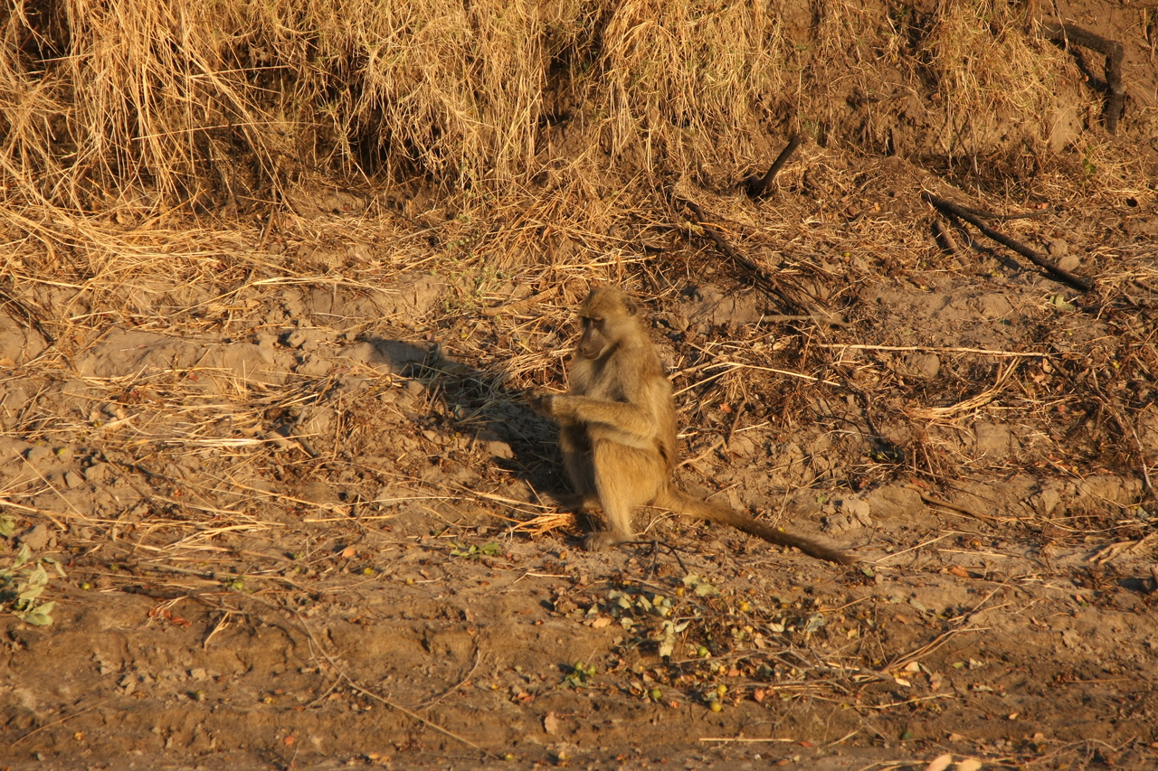 [34021] 2016_07_04_11_27_09_Africa_Canon_EOS_40D_IMG__05932.jpg