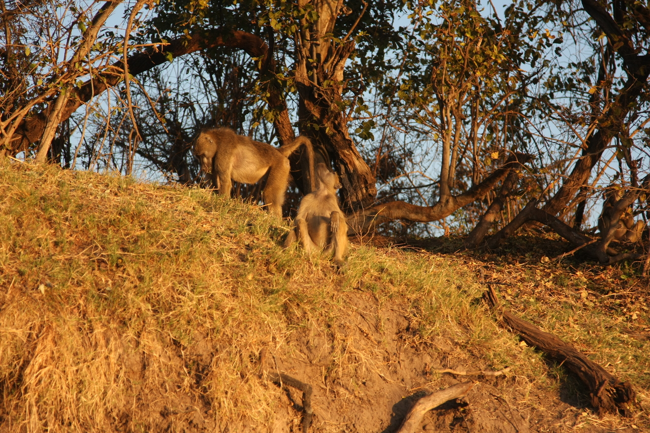 [34036] 2016_07_04_11_27_18_Africa_Canon_EOS_40D_IMG__05938.jpg