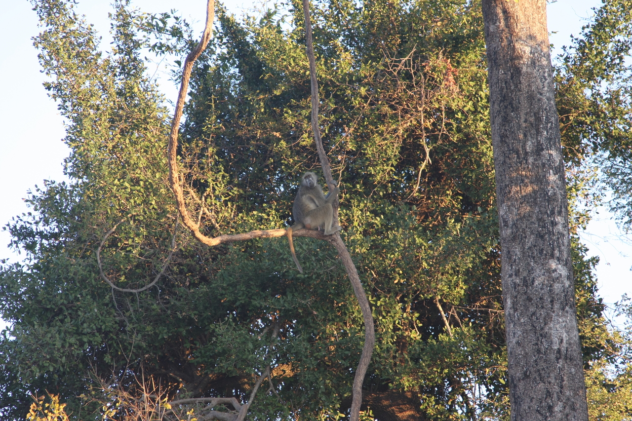 [34046] 2016_07_04_11_28_51_Africa_Canon_EOS_40D_IMG__05940.jpg