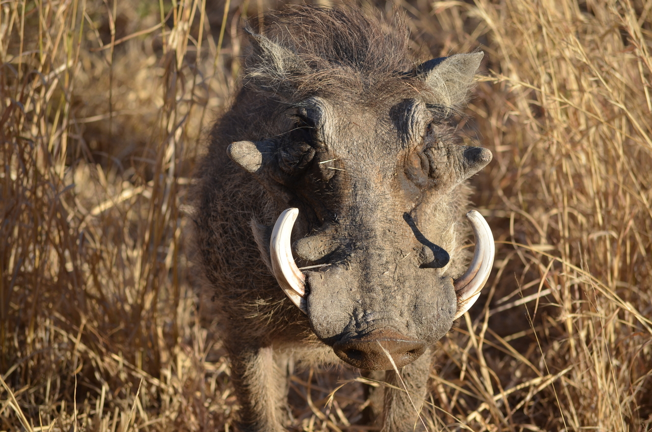 [4470] 2016_06_22_22_32_08_Africa_NIKON_D5100_IMG__00007.jpg