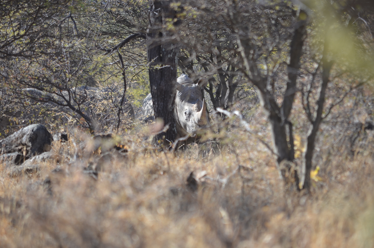 [4497] 2016_06_23_00_35_50_Africa_NIKON_D5100_IMG__04642.jpg