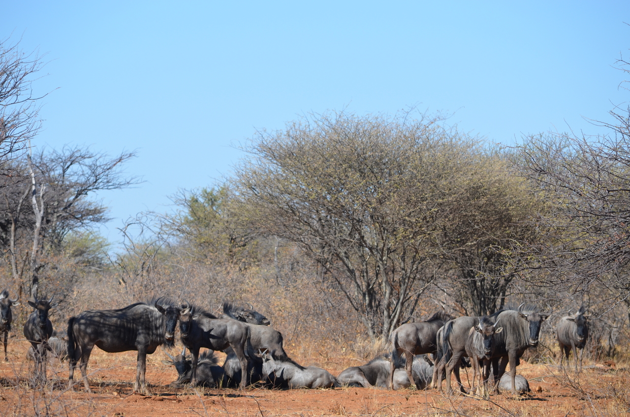 [4541] 2016_06_23_01_01_43_Africa_NIKON_D5100_IMG__04664.jpg