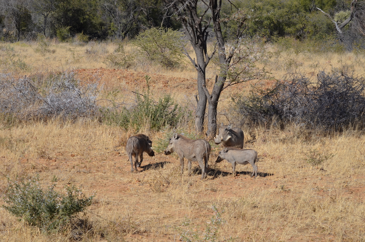 [4545] 2016_06_23_01_23_53_Africa_NIKON_D5100_IMG__04666.jpg