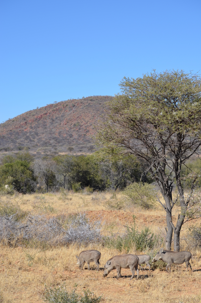 [4551] 2016_06_23_01_24_05_Africa_NIKON_D5100_IMG__04669.jpg