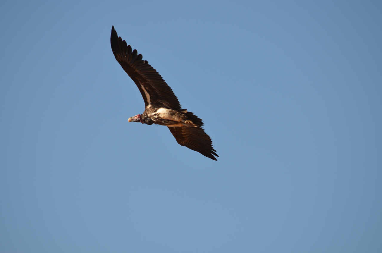 [5035] 2016_06_23_06_07_50_Africa_NIKON_D5100_IMG__04670.jpg