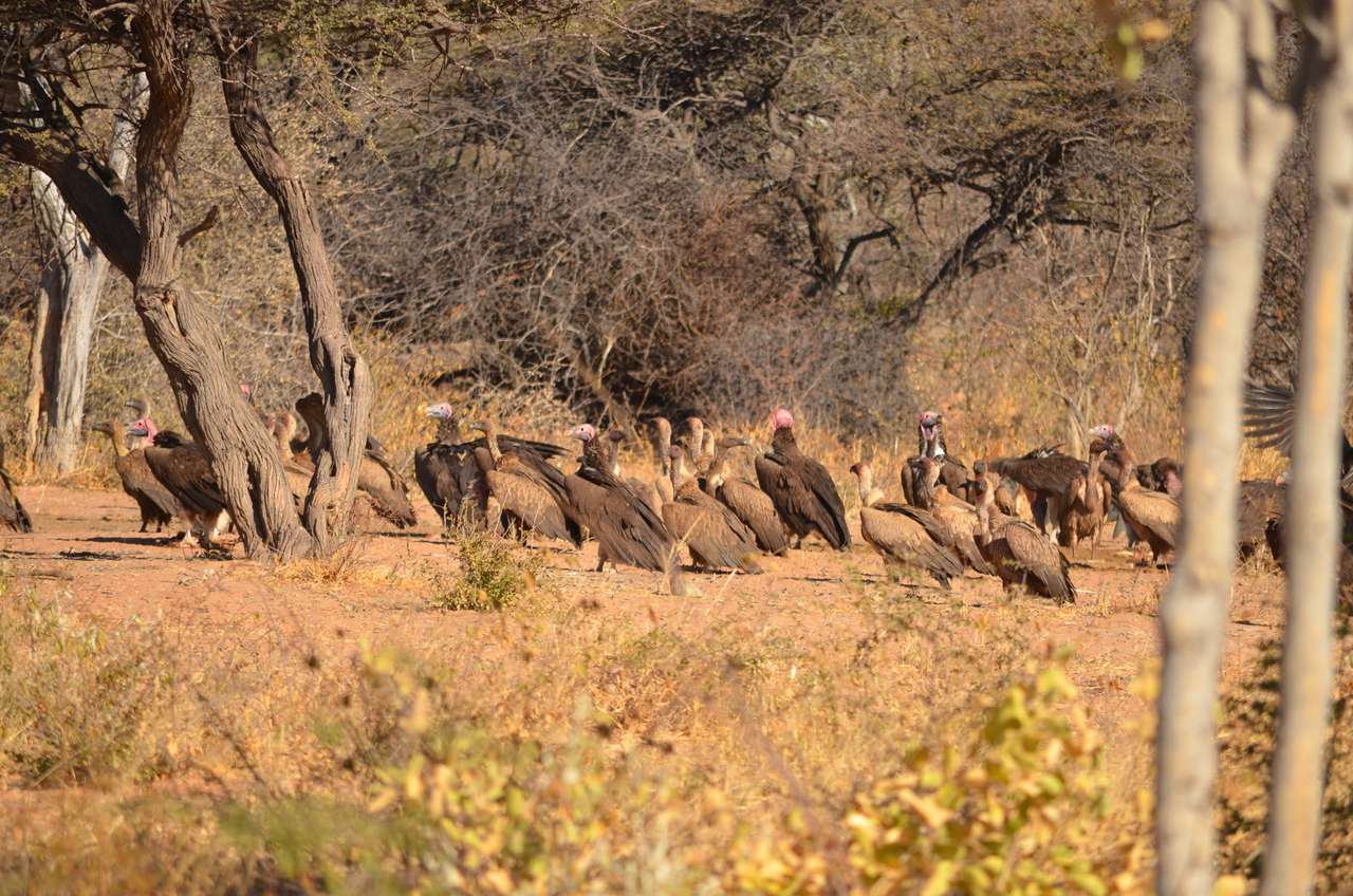 [5037] 2016_06_23_06_07_57_Africa_NIKON_D5100_IMG__04671.jpg