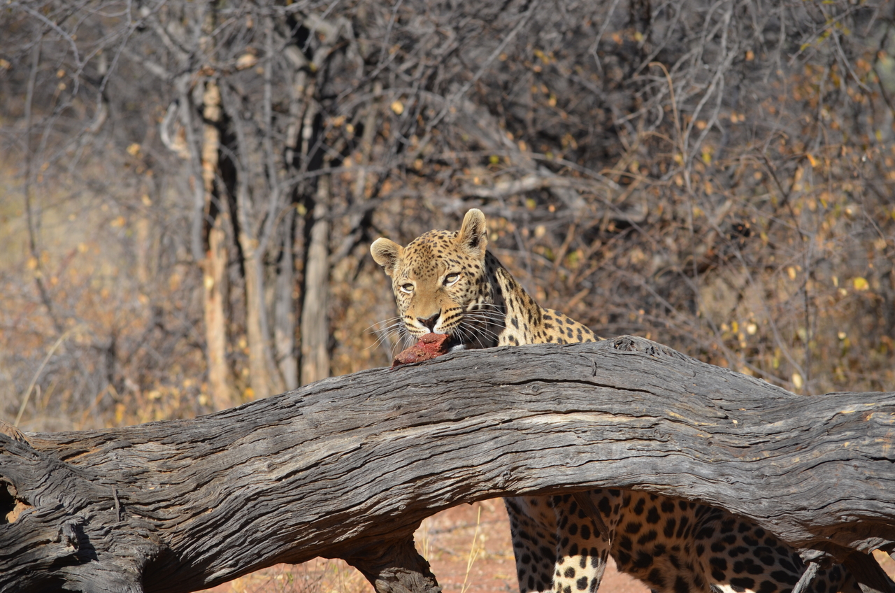 [5053] 2016_06_23_06_25_51_Africa_NIKON_D5100_IMG__04679.jpg