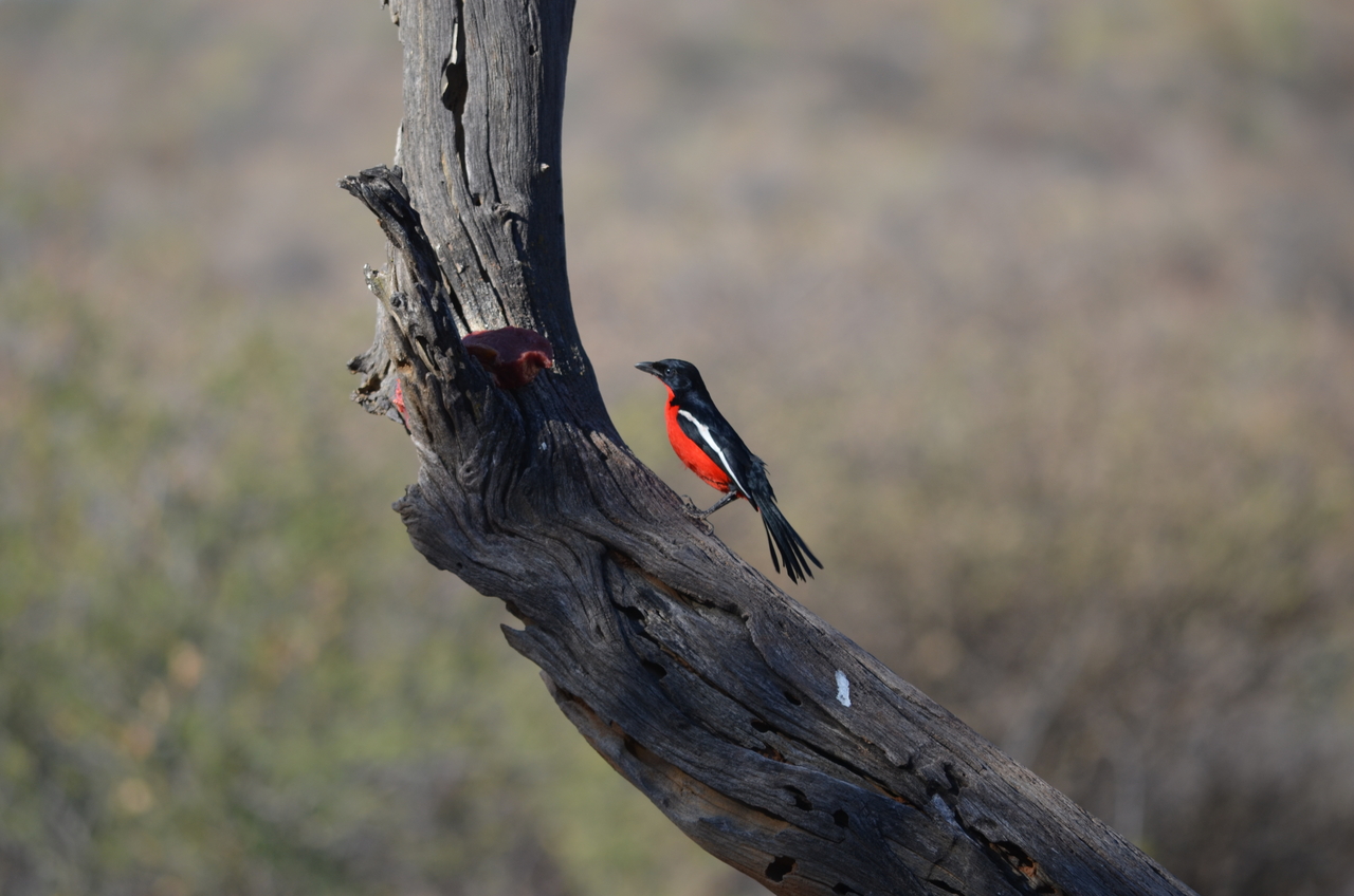 [5055] 2016_06_23_06_27_02_Africa_NIKON_D5100_IMG__04680.jpg