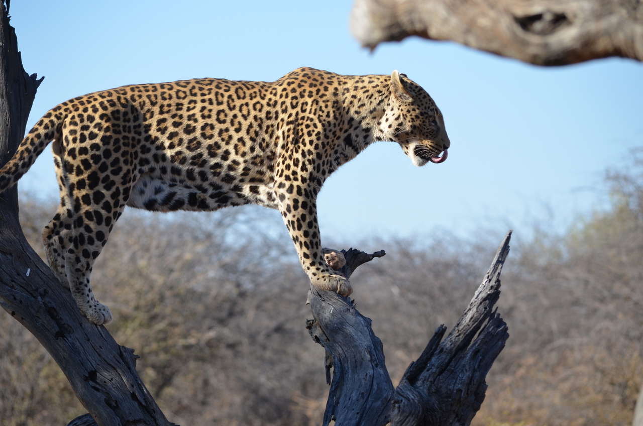 [5065] 2016_06_23_06_35_38_Africa_NIKON_D5100_IMG__04685.jpg