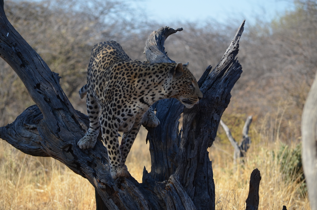 [5071] 2016_06_23_06_35_50_Africa_NIKON_D5100_IMG__04688.jpg