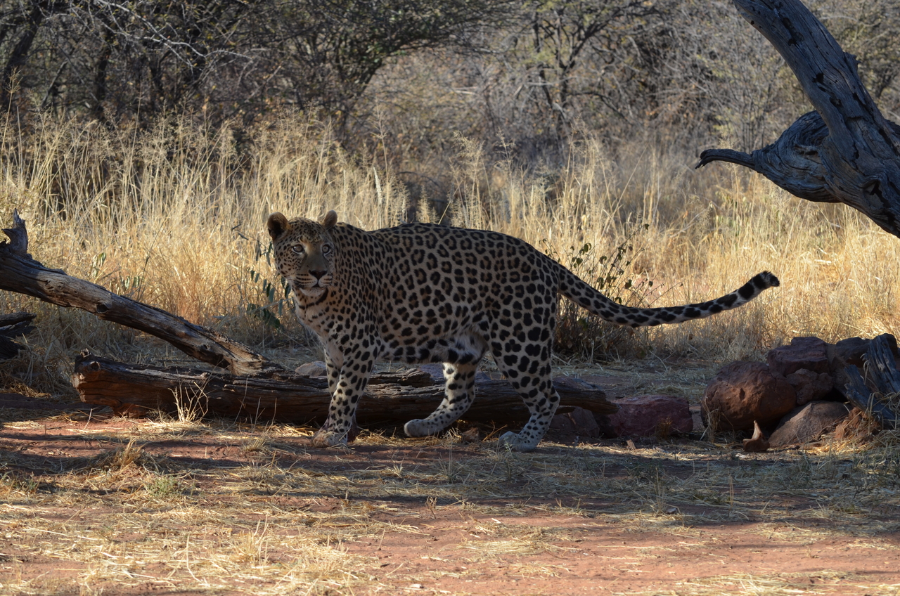 [5073] 2016_06_23_06_36_02_Africa_NIKON_D5100_IMG__04689.jpg