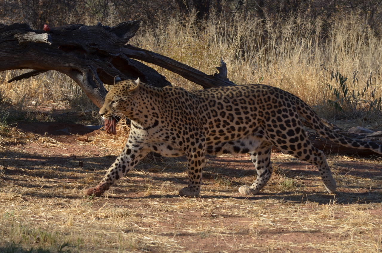 [5083] 2016_06_23_06_37_06_Africa_NIKON_D5100_IMG__04694.jpg