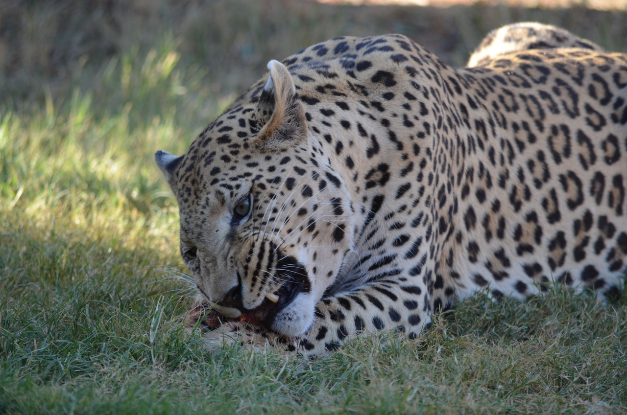 [5086] 2016_06_23_06_37_23_Africa_NIKON_D5100_IMG__00074.jpg