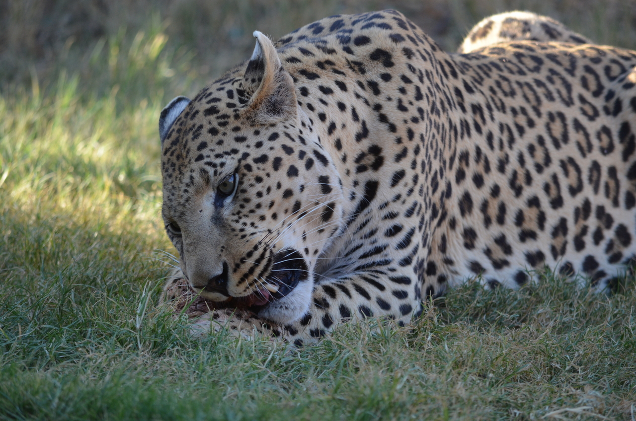 [5089] 2016_06_23_06_37_29_Africa_NIKON_D5100_IMG__04697.jpg