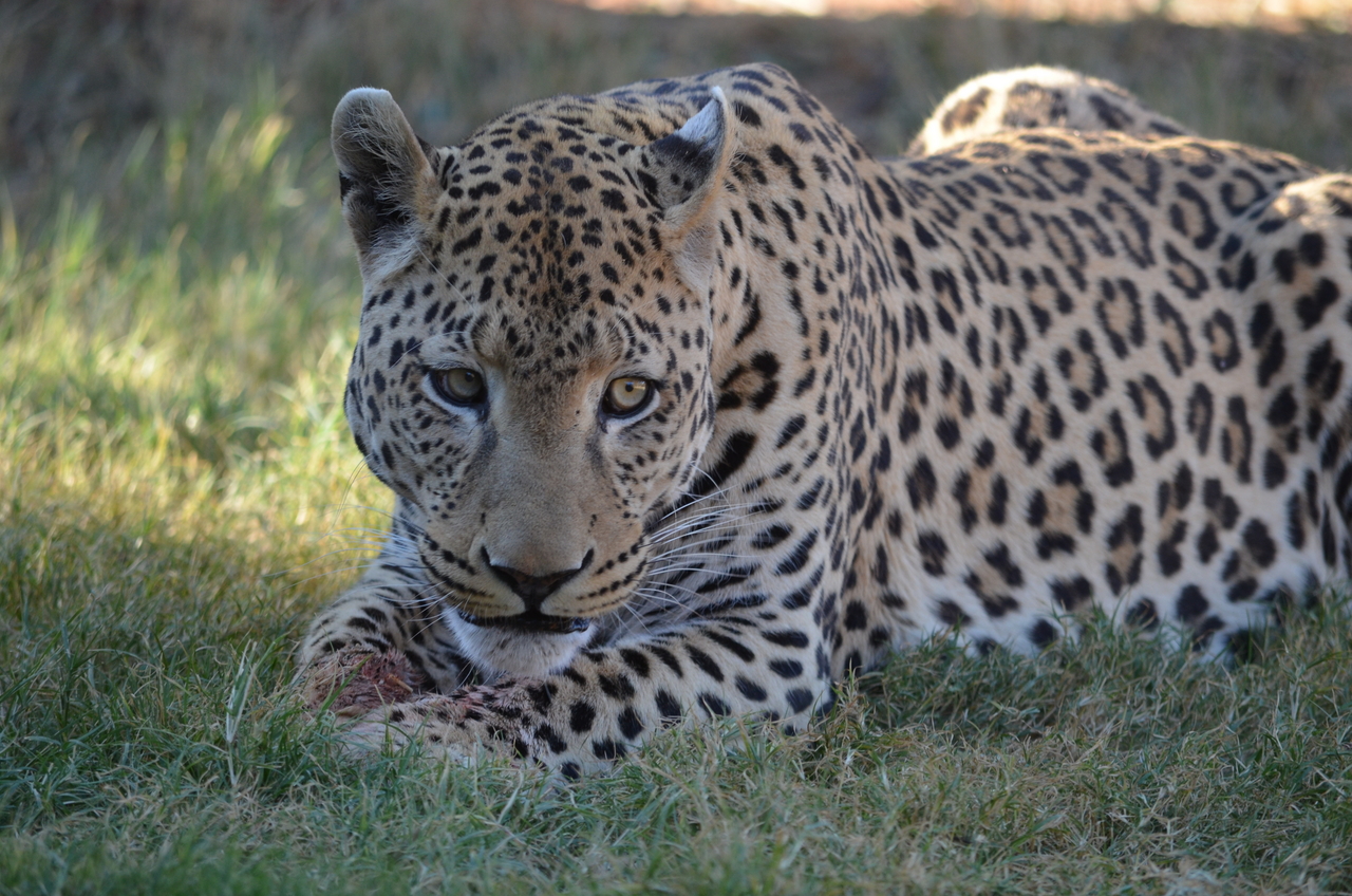 [5092] 2016_06_23_06_37_33_Africa_NIKON_D5100_IMG__00077.jpg